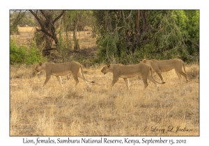 Lions