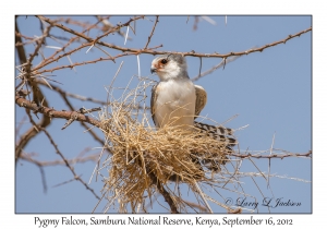 Pygmy Falcon