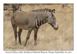 Grevy's Zebra