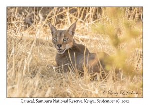 Caracal