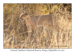 Caracal