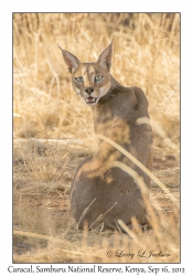 Caracal