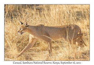 Caracal