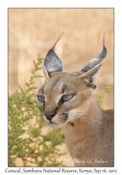 Caracal