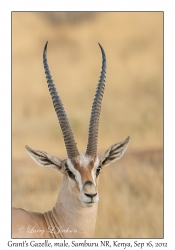 Grant's Gazelle