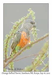 Orange-bellied Parrot