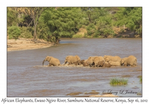 African Elephants