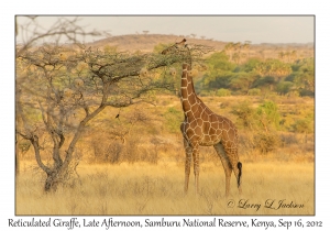 Reticulated Giraffe