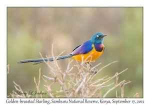 Golden-breasted Starling