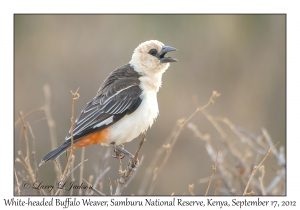 White-headed Buffalo Weaver