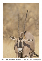 Beisa Oryx