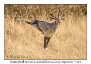 Secretarybird