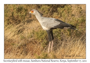 Secretarybird with Mouse