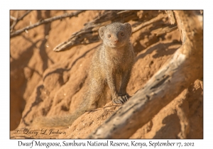 Dwarf Mongoose