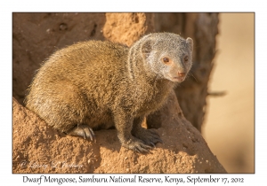 Dwarf Mongoose