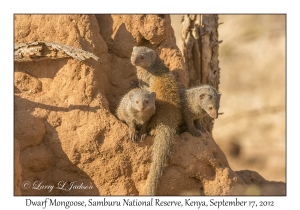 Dwarf Mongoose