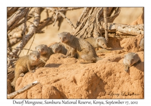 Dwarf Mongoose