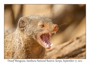 Dwarf Mongoose