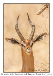 Gerenuk