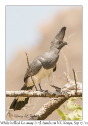 White-bellied Go-away-bird