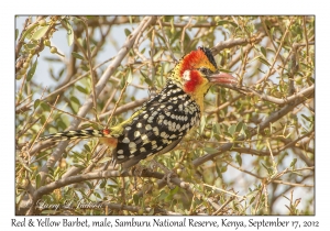 Red & Yellow Barbet