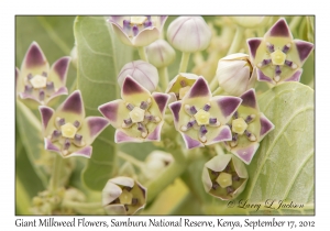 Giant Milkweed Flowers