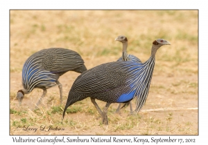 Vulturine Guineafowl