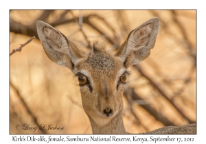 Kirk's Dik-dik