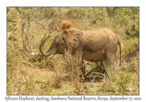 African Elephant