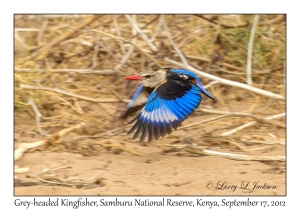 Grey-headed Kingfisher