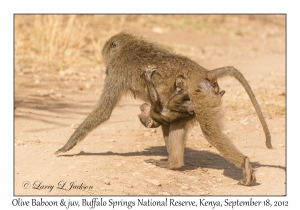 Olive Baboons