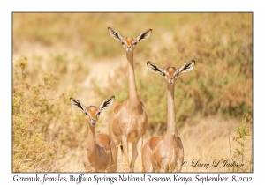 Gerenuk