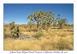 Joshua Trees