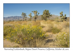 Narrowleaf Goldenbush