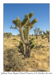 Joshua Trees