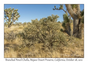 Branched Pencil Cholla