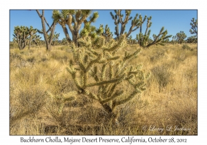 Buckhorn Cholla