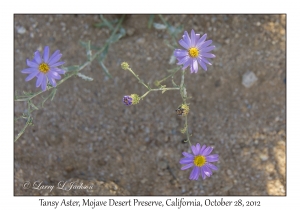 Tansy Aster