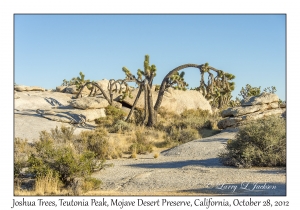 Joshua Trees