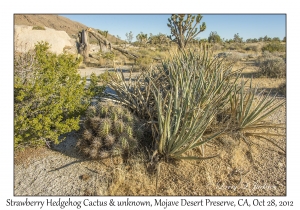 Succulents, Teutonia Peak Trail