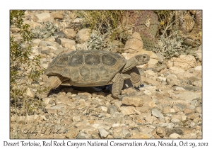 Desert Tortoise