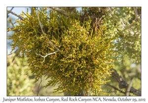 Juniper Mistletoe