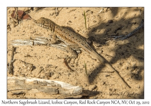 Northern Sagebrush Lizard