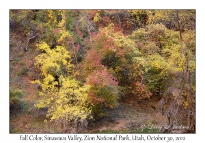 Fall Color, Sinawava Valley