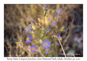 Tansy Aster