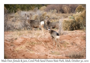 Mule Deer