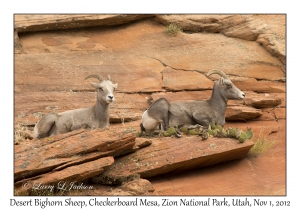 Desert Bighorn Sheep