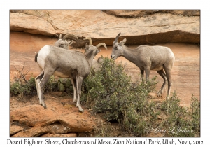 Desert Bighorn Sheep