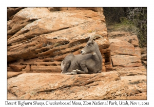 Desert Bighorn Sheep