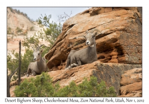 Desert Bighorn Sheep